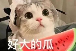 网红吃瓜免费分享,免费分享，畅享娱乐狂欢