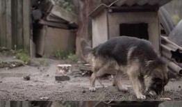 狼狗最新爆料视频播放大全,揭秘娱乐圈不为人知的秘密