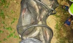 胖头鱼被爆料视频播放在线观看,揭秘背后惊人真相