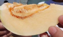 软糖吃瓜在哪看免费,免费观看攻略揭秘！