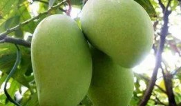 圈内芒果捞爆料,揭秘娱乐圈幕后故事